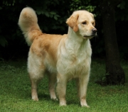 skrollan (12)