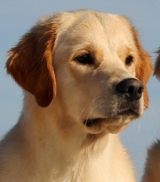 skrollan (18)